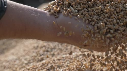 Man Pouring Oats Golden Grains Between the Fingers to the Heap Slow