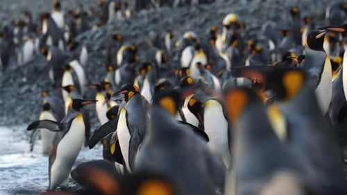 Cinematic Slow Motion Shot Of King Penguin Colony On South Georgia Island