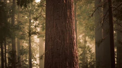 Giant Sequoias in Redwood Forest