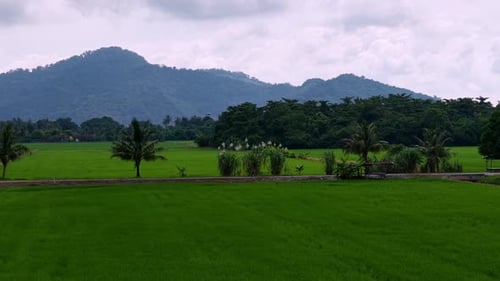 Lush green field with a mountain in the background
