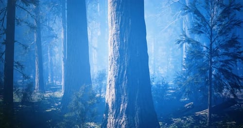 Majestic Tall Trees in a Misty Forest During Early Morning Light