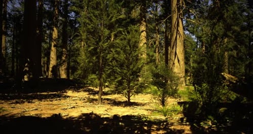 Forest Landscape with Small Trees in Sunlight During Daytime Hours