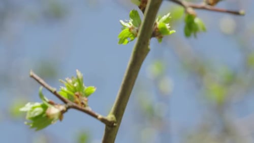 Panning along a branch with new springtime leaves, captured in 120fps slow-motion, ends with dreamy