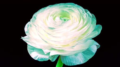 Close-Up of Delicate White Flower Blooming
