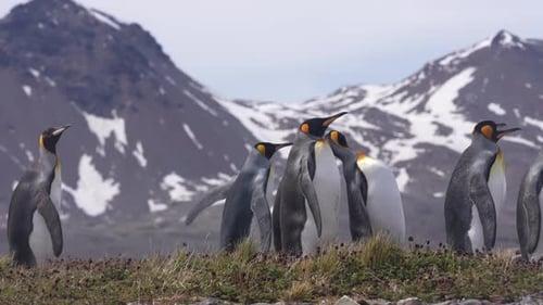 King Penguin Colony on South Georgia Island. Animals in Natural Habitat and Protected Ecosystem 60fp