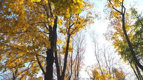 View to Tree Tops with Yellow Maple Leaves and Sky at Background Colorful Foliage on Trees Gently