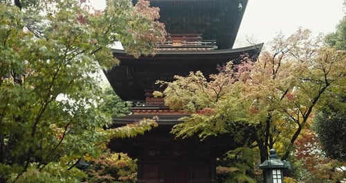 Shinto temple, trees and outdoor on landscape, rain or low angle for architecture
