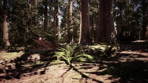 Soleil matinal sur les séquoias de Mariposa Grove