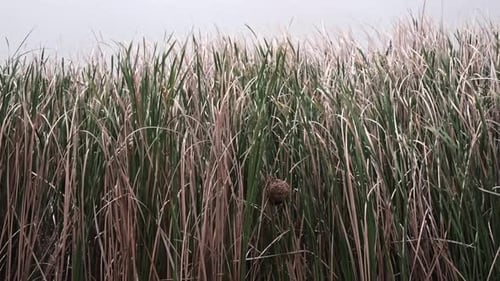 Bird's Nest Hidden in Tall Green Grass