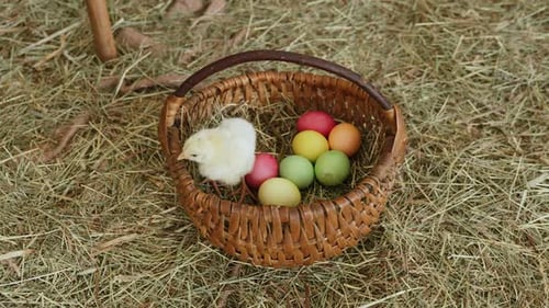 Kleine Hühner laufen im Weidenkorb mit farbigen Ostereiern