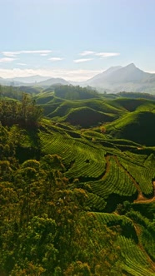 Vue aérienne verticale faisant le tour d'une vallée remplie de champs de thé, lever du soleil à Munnar, Inde