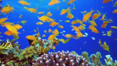 Underwater Colourful Orange Fish