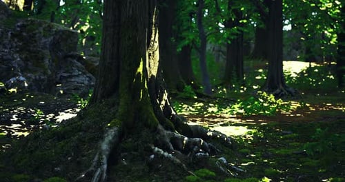 Sunlight Softly Breaks Through the Lush Canopy of a Tranquil Forest