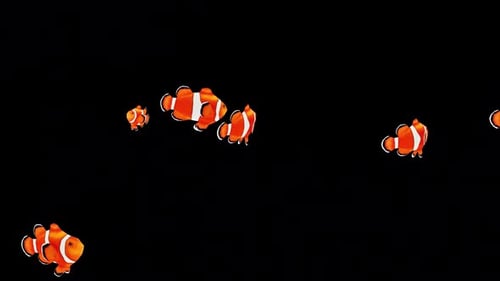 Clownfish Swimming 3
