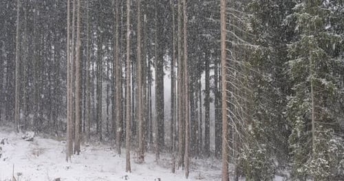 Snowfall in the forest