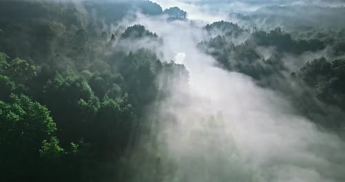 Misty forest in valley at sunrise in autumn.
