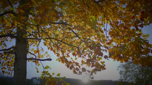 Tree with Yellow Leaves in Autumn Season