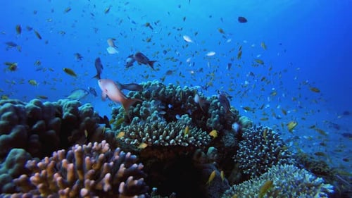 Underwater Beautiful Scene