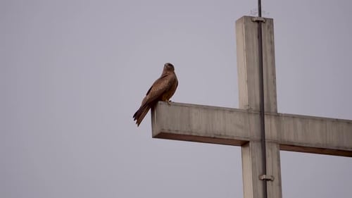 A águia apreciando a vista do topo do crucifixo, Índia