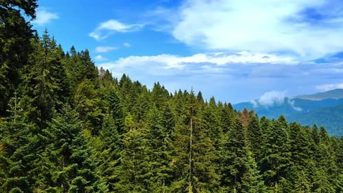 Mountain slope covered with lush evergreen pine-tree forest.