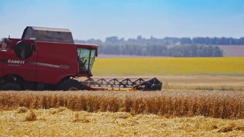 Wheat field harvested by combine. Combine harvesters in field of wheat to harvest