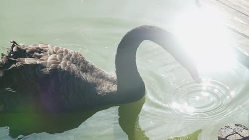 Black swan feeding on a sunny day and glare hits the lens. Black swan feeding and drinking water