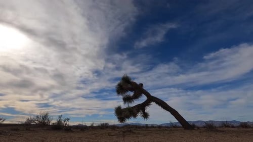 All day and sunset time lapse in the Mojave Desert with a bent and gnarled Joshua tree in the foregr