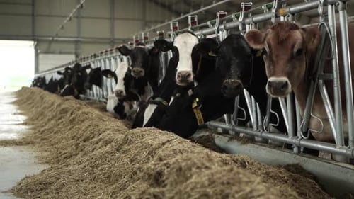 Cows on a diary farm eating. Cattle of cows