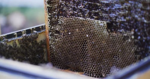 The Beekeeper Puts Empty Frames Into Hive
