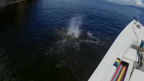 A person diving off a boat 7 miles from the coast of Venezuela