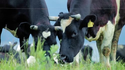 Dairy cow grazing on lush green pasture in the summer agricultural heartland