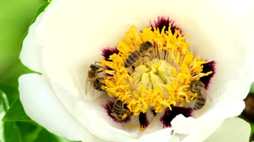 Bees Collecting Pollen from White Flower