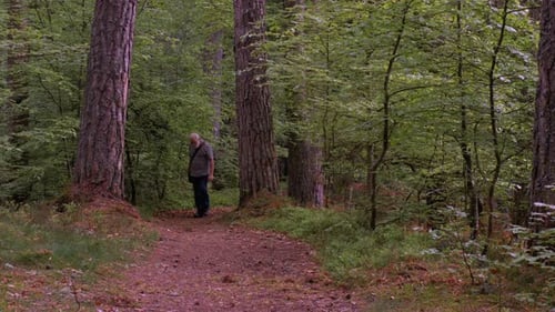 A walk in the forest