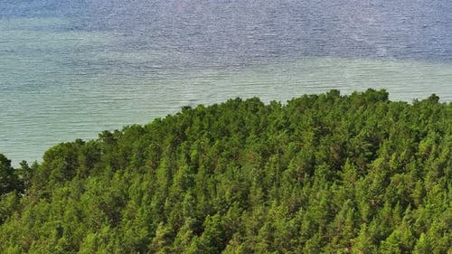 Green Forest By The Lakeshore. Aerial View