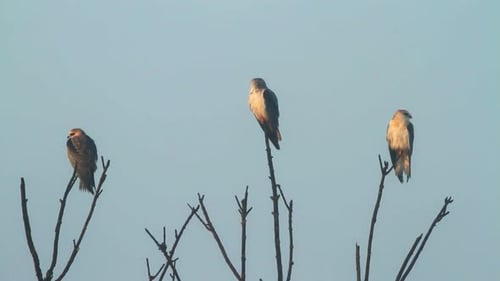 Cerf-volant à ailes noires (Elanus caeruleus) 1