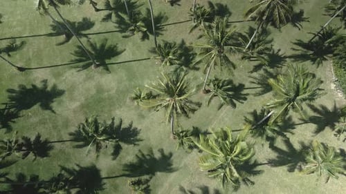 Aerial View of Palm Trees, Tropical Paradise