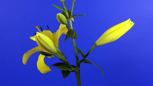 Yellow Lily Blooming Time Lapse on Blue