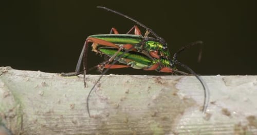 Green Tiger Beetles Mating Eye level shot in the Peruvian Rain Forest