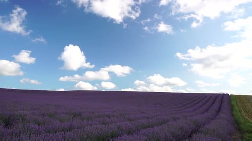Lavender Fields with Fragrant Purple Flowers Bloom at Sunset Lush Lavender Bushes in Endless Rows