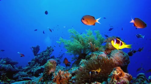 Tropical Background Sea Clownfish