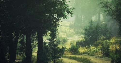 Lush Forest Path Winding Through Dense Greenery During Serene Daylight Hours