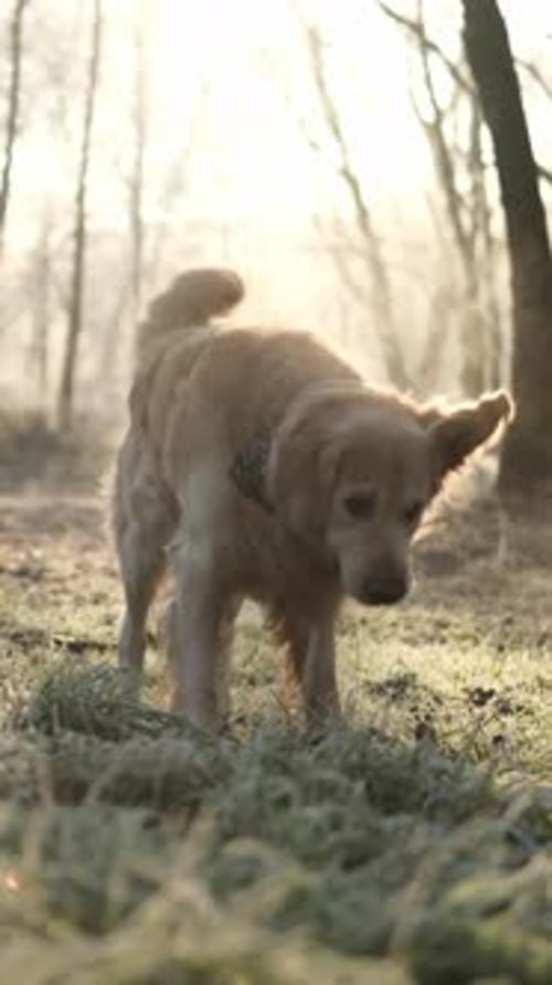 Adorable Golden Retriever Dog Playing In Frosty Forest