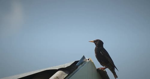 Oiseau posé sur le toit avec