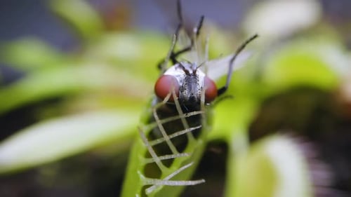 Venusfliegenfallenpflanze mit gefangener Stubenfliege. Nahaufnahme des oberen hinteren Teils der Pflanze mit Insekt. Langsam