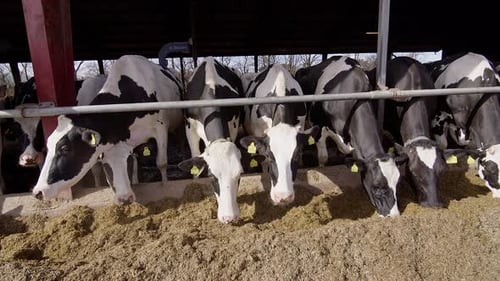 Modern farm barn with milking cows eating hayCows in cowshed,Calf feeding on farm,Agriculture indust