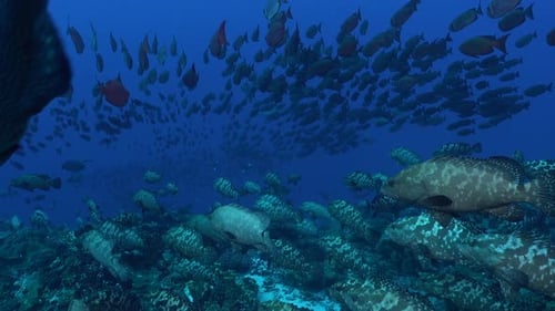 Big shoal of groupers and soldierfishes