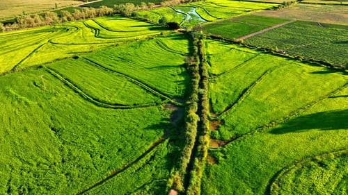 Top view agricultural landscape areas the green and yellow rice fields