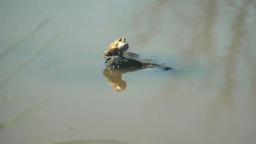 Frog standing on rock in pond.