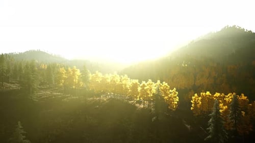 Sunlight Streaming Through Mountain Trees