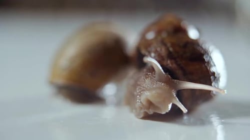 Macro Footage of Two Snails